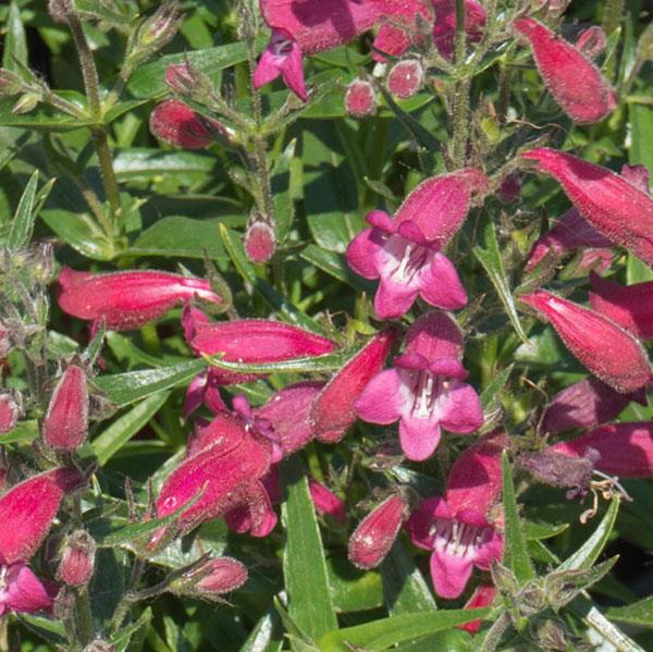 Penstemon mexicali Mini-Bells™ Red - Bloom