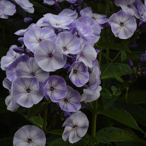 Phlox paniculata Younique Old Blue - Bloom