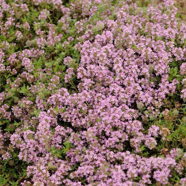 Thymus serpyllum Magic Carpet - Bloom