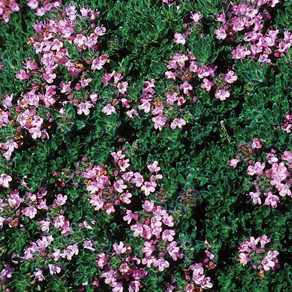 Thymus serpyllum Pink Chintz - Bloom