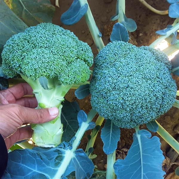 Dynasty Broccoli - Bloom