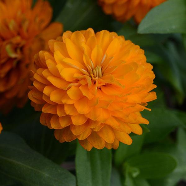 Double Zahara™ Bright Orange Zinnia - Bloom
