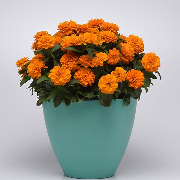 Double Zahara™ Bright Orange Zinnia - Container