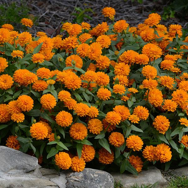 Double Zahara™ Bright Orange Zinnia - Garden