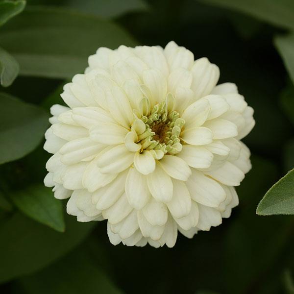 Double Zahara™ White Zinnia - Bloom