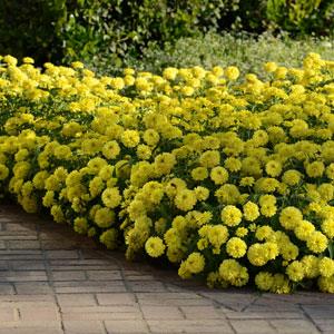 Double Zahara™ Yellow Zinnia - Landscape
