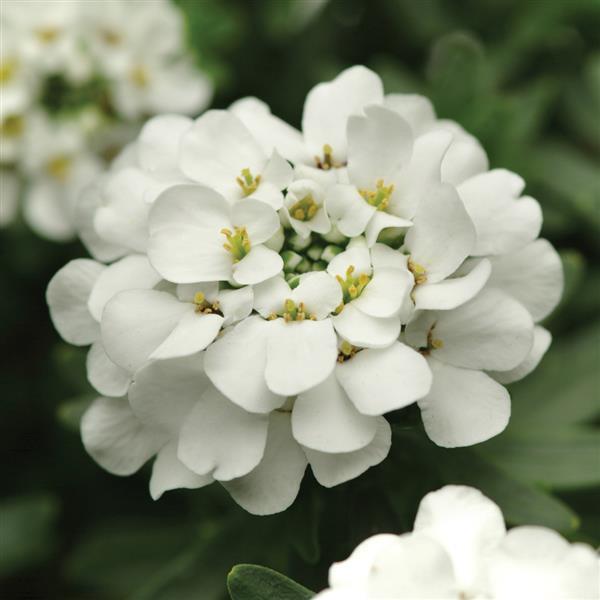 Iberis sempervirens Alexander's White - Bloom