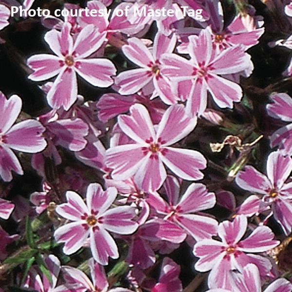 Phlox subulata Candy Stripe - Bloom