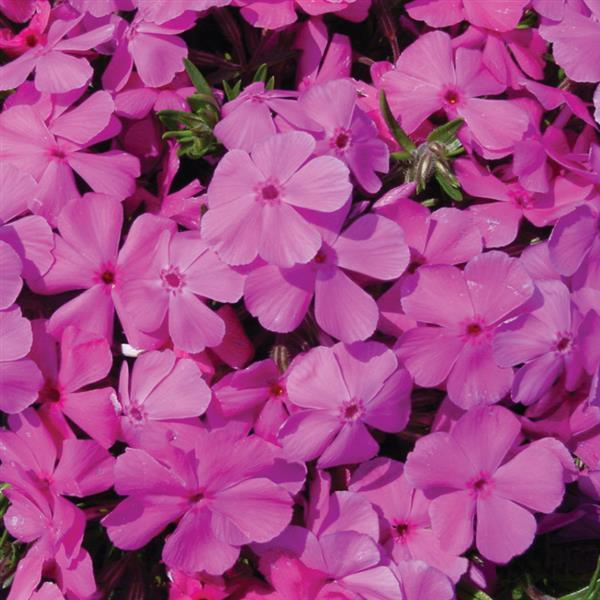 Phlox subulata Drummond's Pink - Bloom