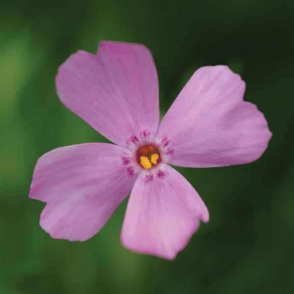 Phlox subulata Emerald Pink - Bloom