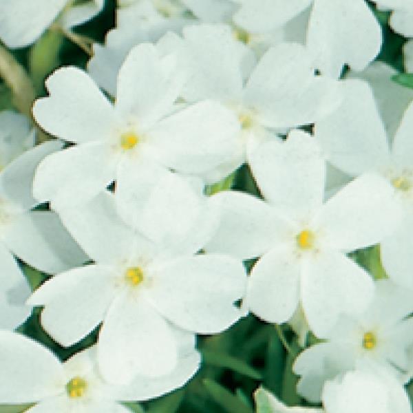Phlox subulata White Delight - Bloom