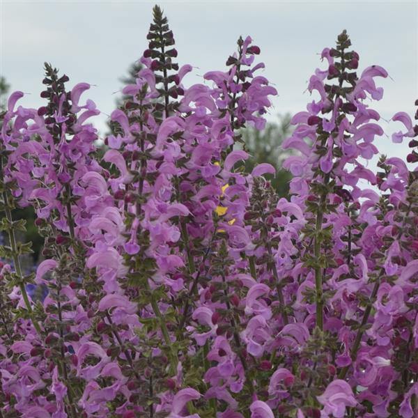 Salvia pratensis Fashionista® Moulin Rouge - Bloom