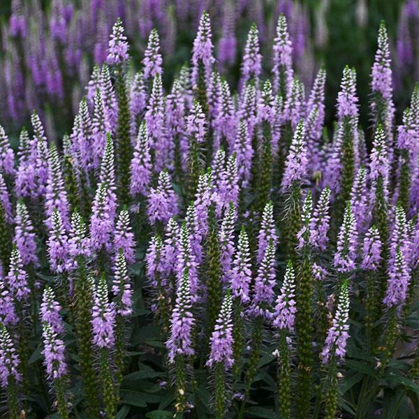 Veronica spicata Lavender Lightsaber - Bloom