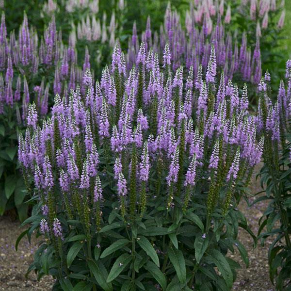 Veronica spicata Lavender Lightsaber - Garden