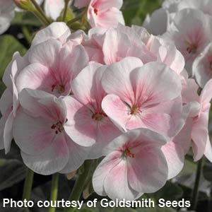 Maverick Appleblossom Geranium - Bloom