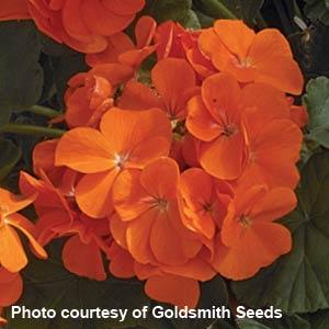 Maverick Orange Geranium - Bloom