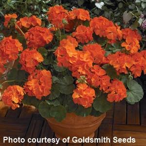 Maverick Orange Geranium - Container