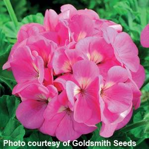 Maverick Pink Geranium - Bloom