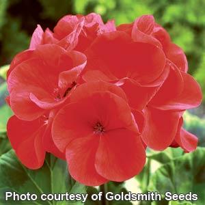 Maverick Red Geranium - Bloom