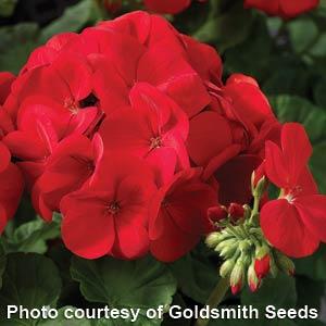 Maverick Scarlet Geranium - Bloom