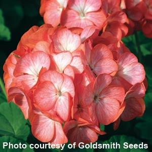 Maverick Scarlet Eye Geranium - Bloom