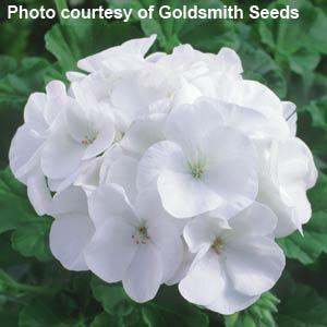 Maverick White Geranium - Bloom