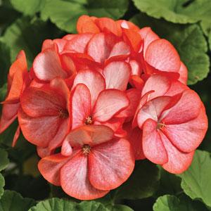 Maverick Scarlet Picotee Geranium - Bloom