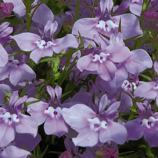 Palace Lilac Lobelia - Bloom