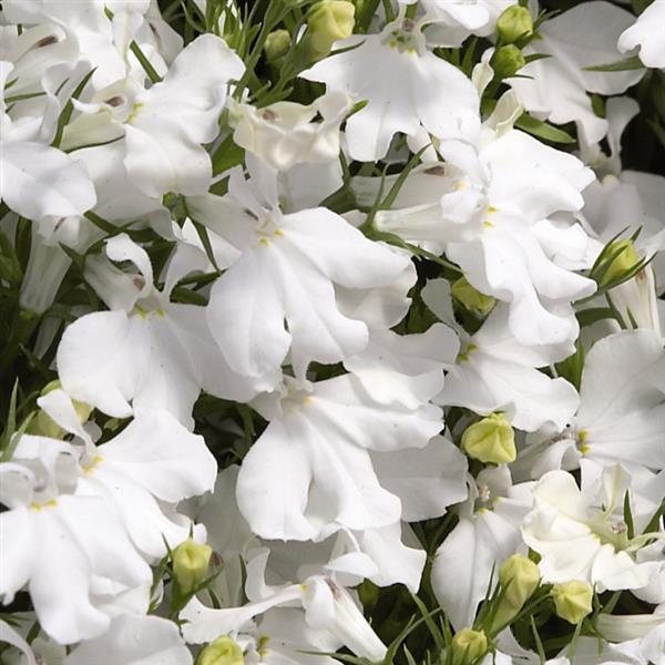 Palace White Lobelia - Bloom