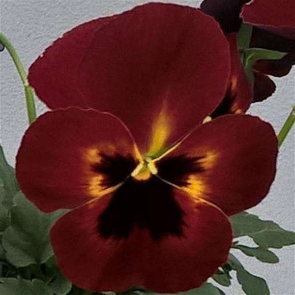 Freefall XL Fire Pansy - Bloom