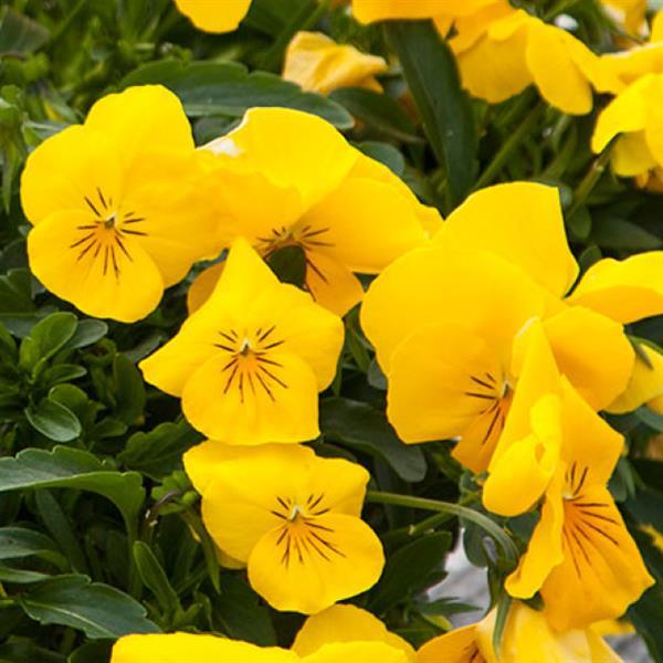 Freefall XL Golden Yellow Pansy - Bloom