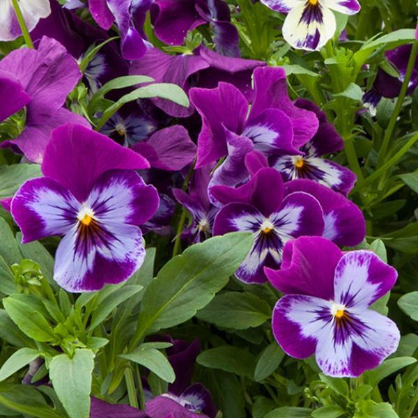 Freefall XL Purple Face Pansy - Bloom