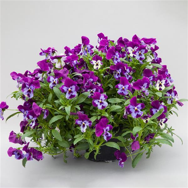 Freefall XL Purple Face Pansy - Container