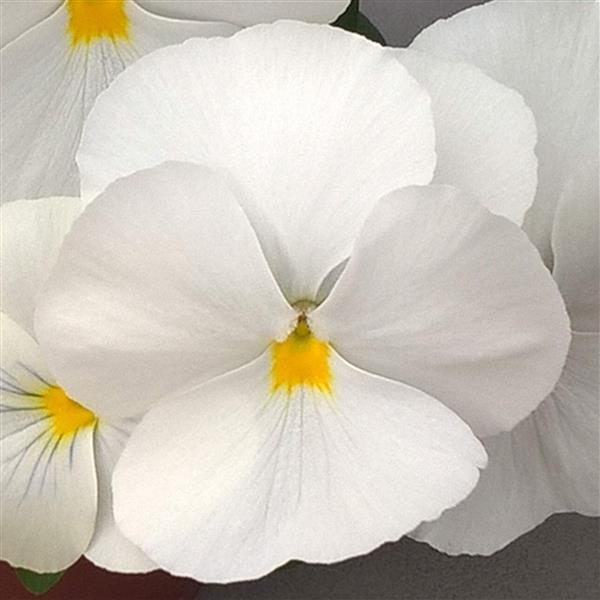 Freefall XL White Pansy - Bloom