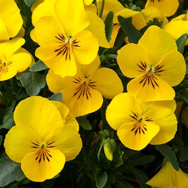 Freefall XL Bright Yellow Pansy - Bloom