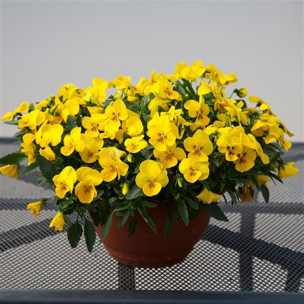 Freefall XL Bright Yellow Pansy - Container