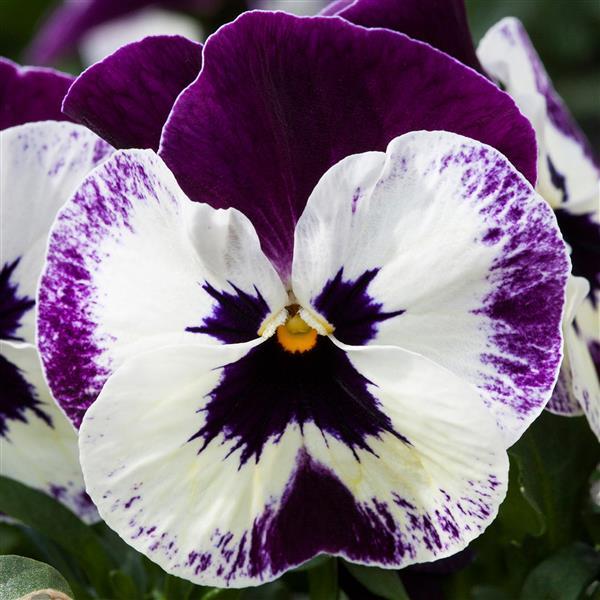 Freefall XL Victoriana Pansy - Bloom