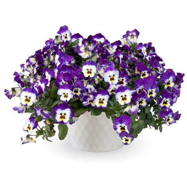 Freefall XL Blue Picotee Shades Pansy - Container