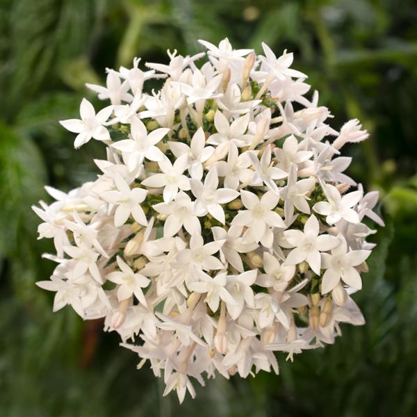 Beehive White Pentas - Bloom