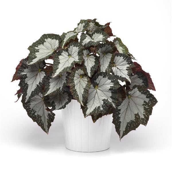 Jurassic Megalo™ Croc Rex Begonia - Container
