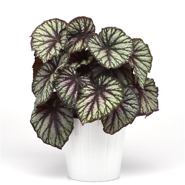 Jurassic Megalo™ Reptile Rex Begonia - Container