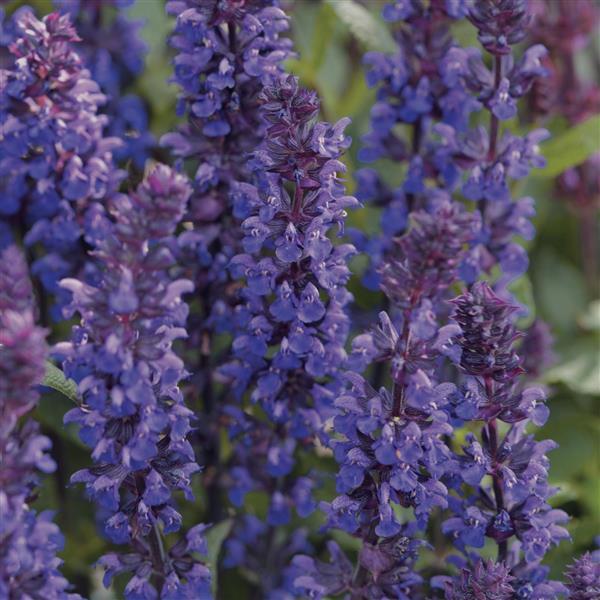 Salvia New Dimension™ Blue - Bloom