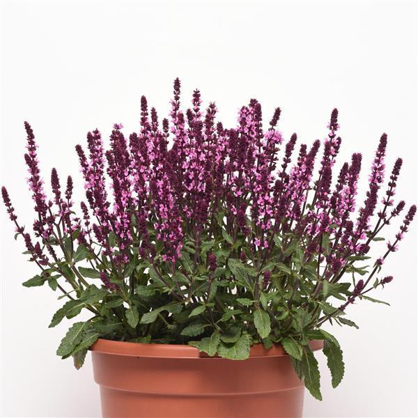 Salvia New Dimension™ Rose - Container