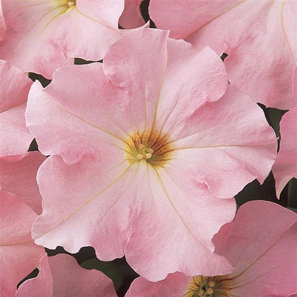 Dreams™ Appleblossom Petunia - Bloom