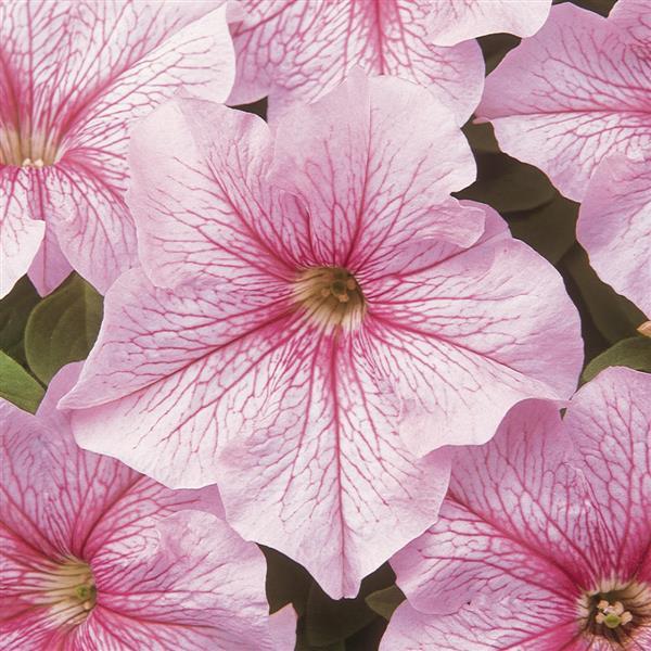 Dreams™ Pink Vein Petunia - Bloom
