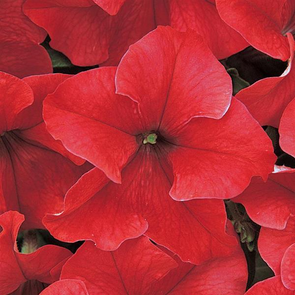 Dreams™ Red Petunia - Bloom