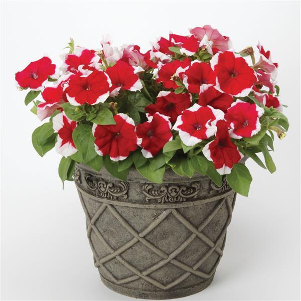 Dreams™ Red Picotee Petunia - Container
