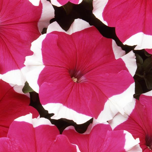 Dreams™ Rose Picotee Petunia - Bloom