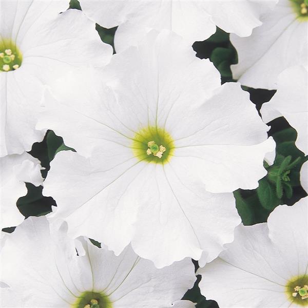 Dreams™ White Petunia - Bloom