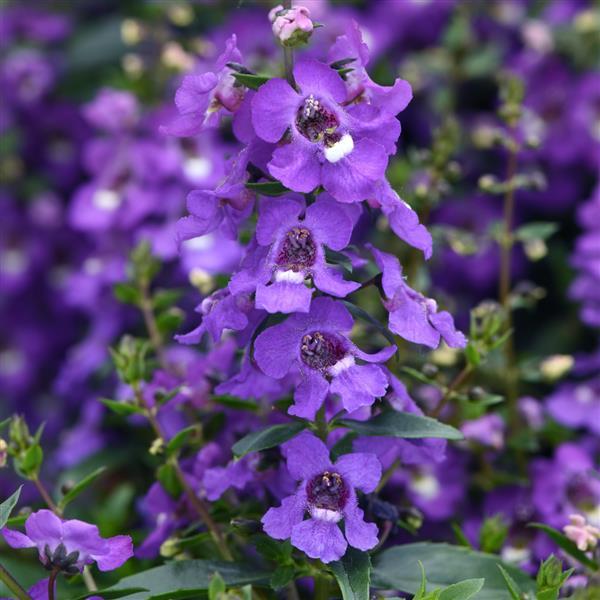 Serena® Blue Angelonia - Bloom